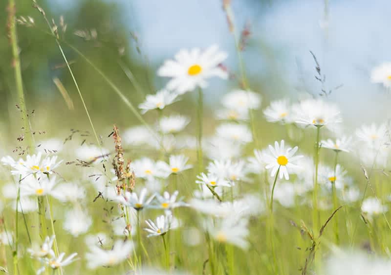Nature Produkte Bei Dm Dm At