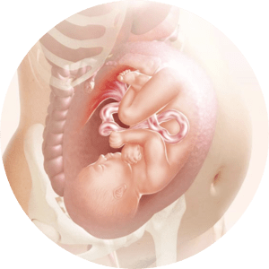 Bauch gesenkt schwangerschaft Ab welcher