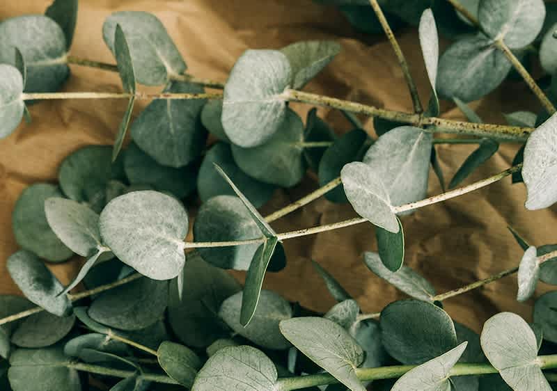 Eukalyptus Der Allrounder Aus Down Under