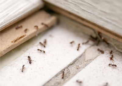 Raid Insektenspray, 400 ml dauerhaft günstig online kaufen