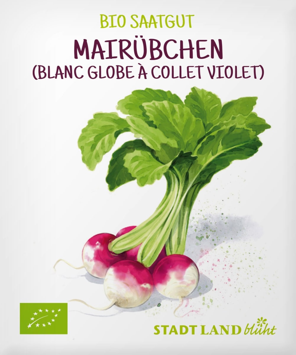 Stadt Land blüht Saatgut Mairübchen Samen, Sorte Blanc Globe à Collet