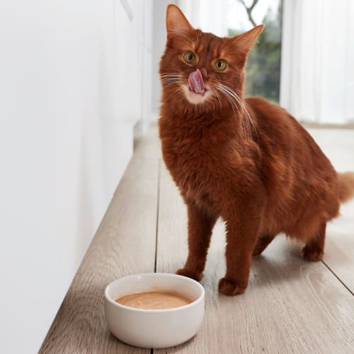 Katze, mit Calcium, g 150 Nahrungsergänzung Pudding