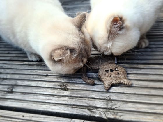 Katzenspielzeug Holly mit Katzenminze, St 1